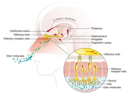 An infographic or illustration depicting a human nose and brain with desensitized smell receptors, symbolizing olfactory fatigue or