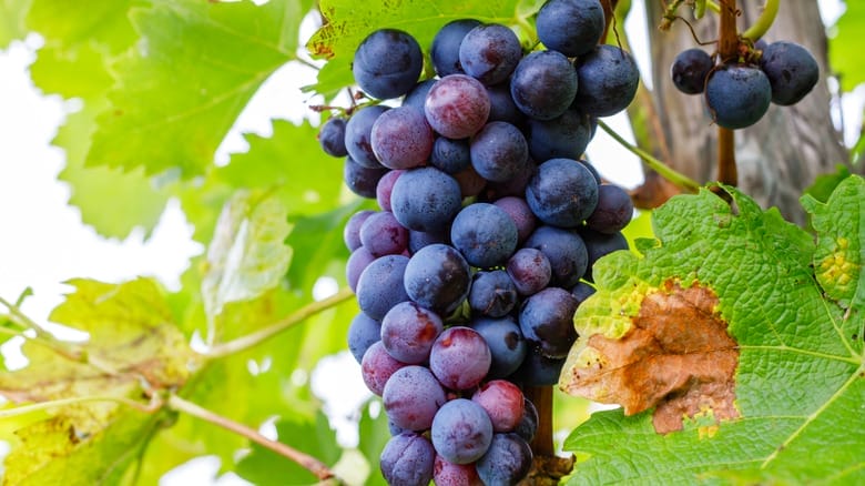 A split image showing purple grape soda and candies on one side, and dark, ripe grapes on a vine on the other, representing candied vs. ripe grape flavour profiles.